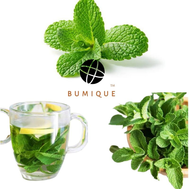 

Daun Jinten Mexican Mint Segar Minuman Teh Herbal