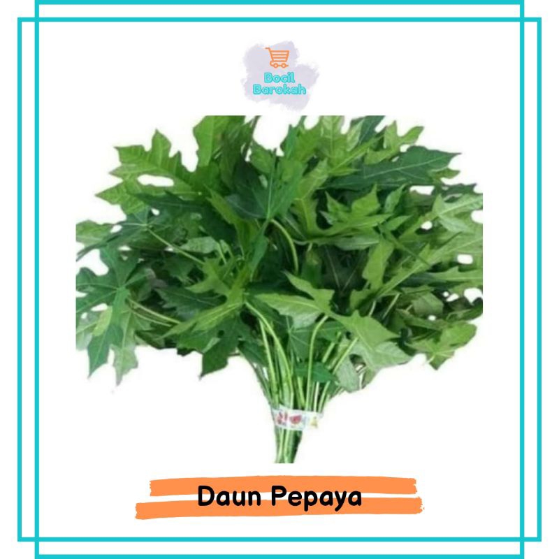 

DAUN PEPAYA 1 IKAT