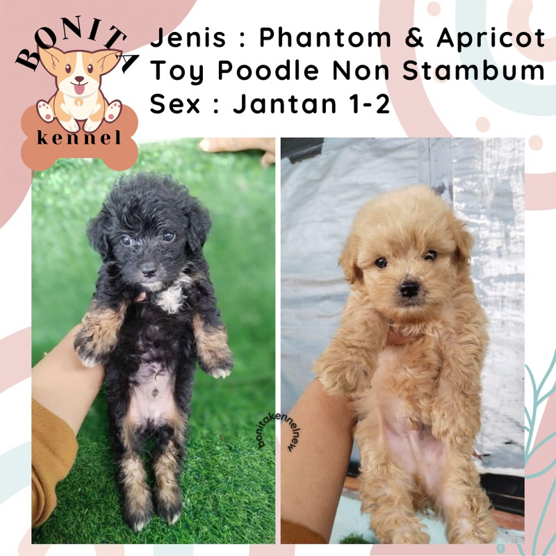 Light Fawn Pgantom Tiny Toy Poodle Non Stambum Jantan Betina Anakan Anjing Poodle Putih