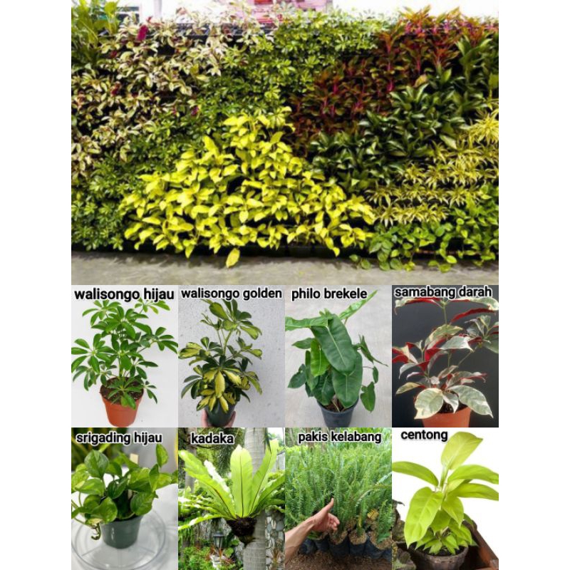 TANAMAN HIAS VERTICAL GARDEN - TAMAN VERTICAL GARDEN