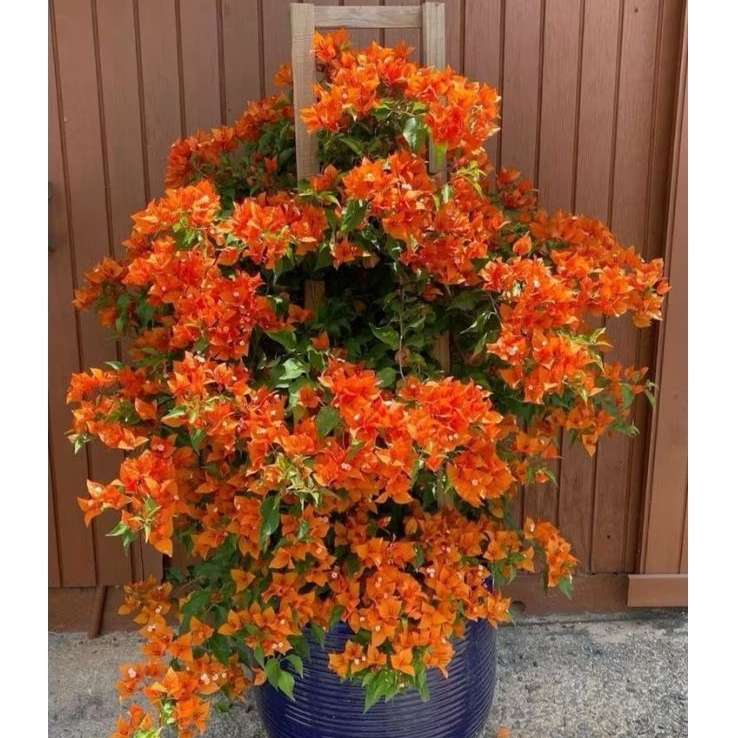 Bibit Bougenville orange ORI Cantik Tanaman Bougenville bibit Bougenville