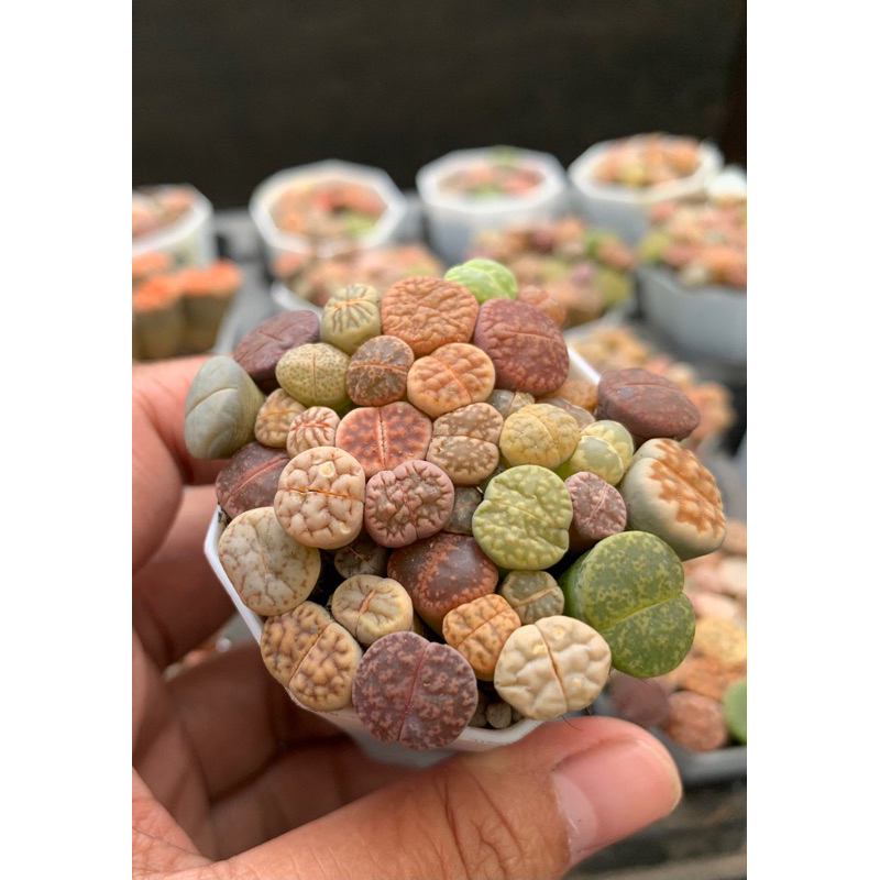 CO Lithops