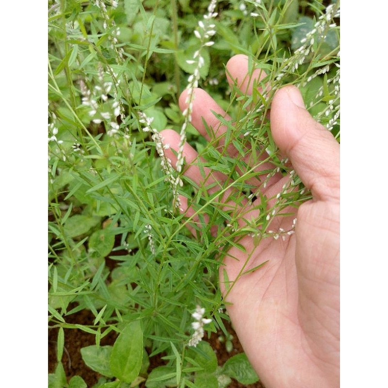 bibit akar wangi aroma balsem