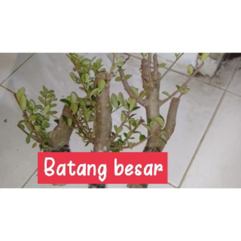 Bahan stek sianci Cherry barbadoes UK besar fresh cutting