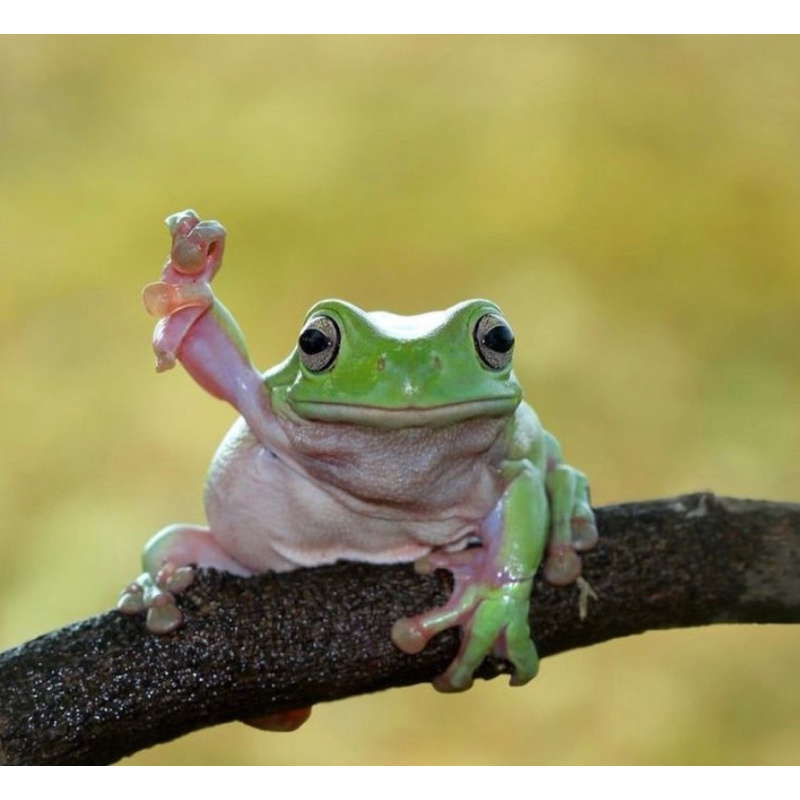 Kodok Pesek Kodok Jinak (Dumpy Frog) Pemakan Serangga