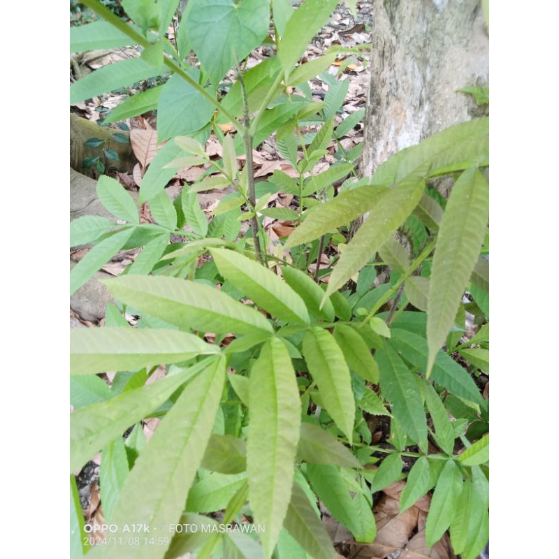 1KG Daun Sungkai Kalimantan