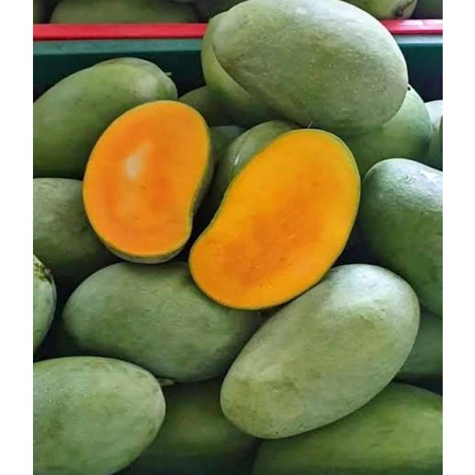 MANGGA GADUNG/ MANGGA HARUMANIS 1 KG KONDISI TUA