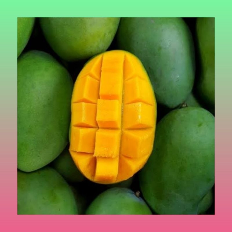 

Buah Mangga harum manis segar 1 kg | Mangga harum manis 1 kg fresh | Mangga matang harum manis | Mangga aromanis fresh 1 kg