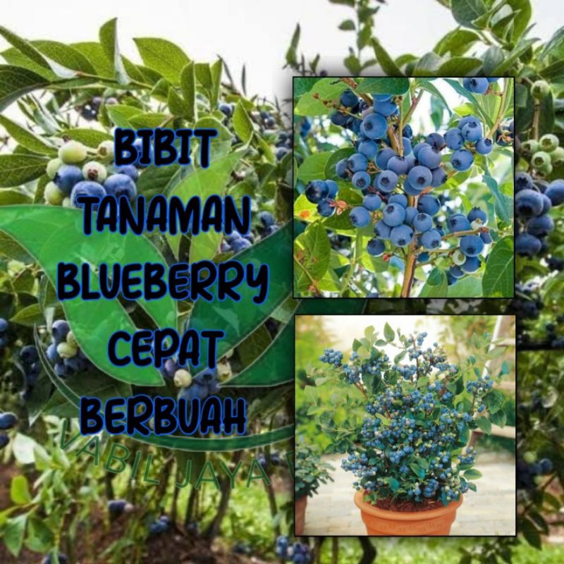 Bibit tanaman blueberry original cepat berbuah