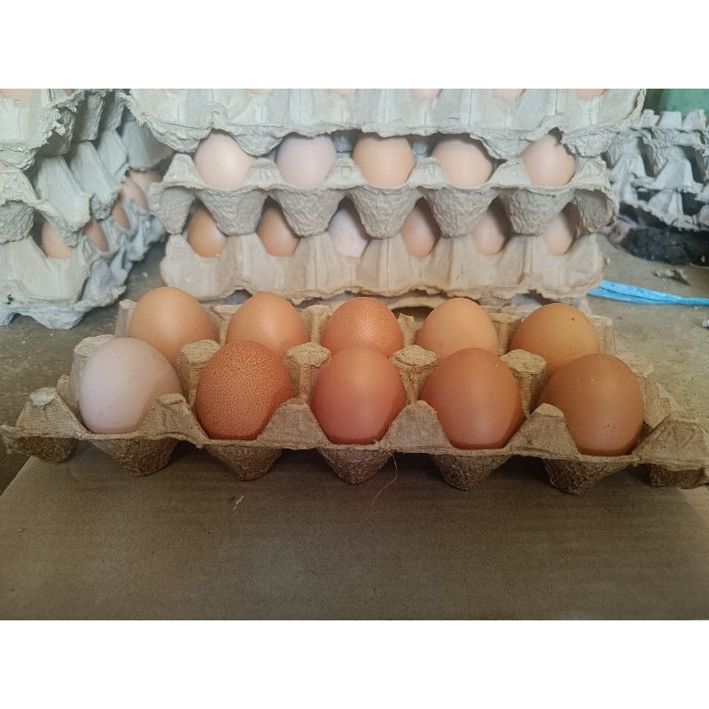 

Telur Healthy