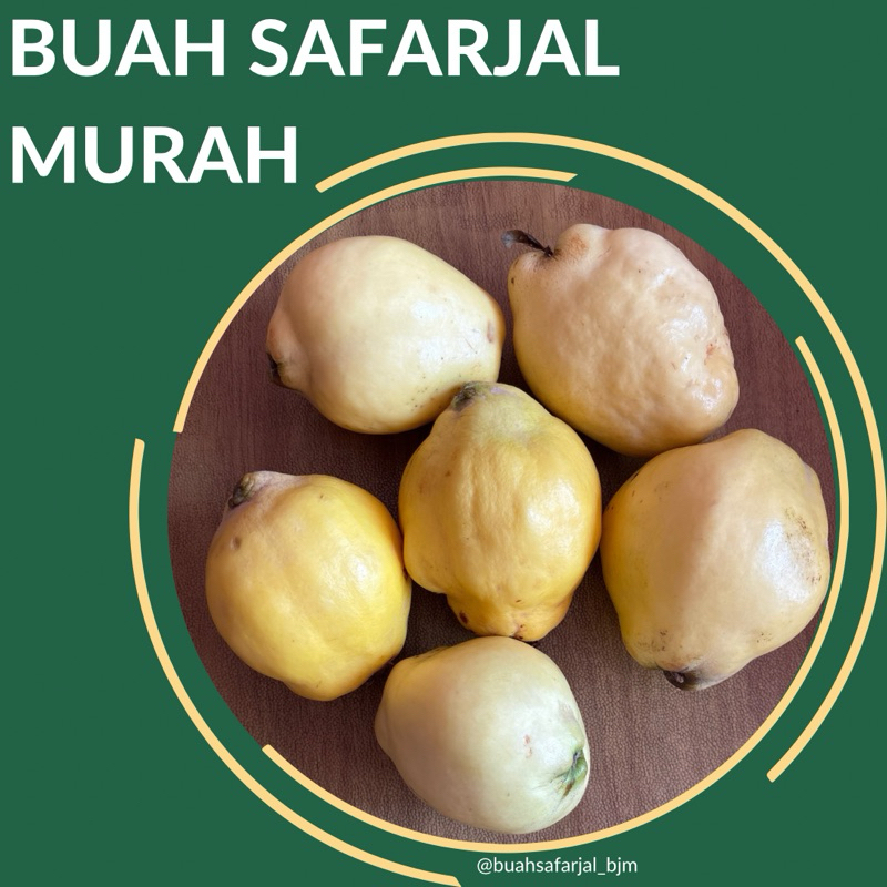 

Buah Safarjal Buah Quince Murah READY - cek deskripsi
