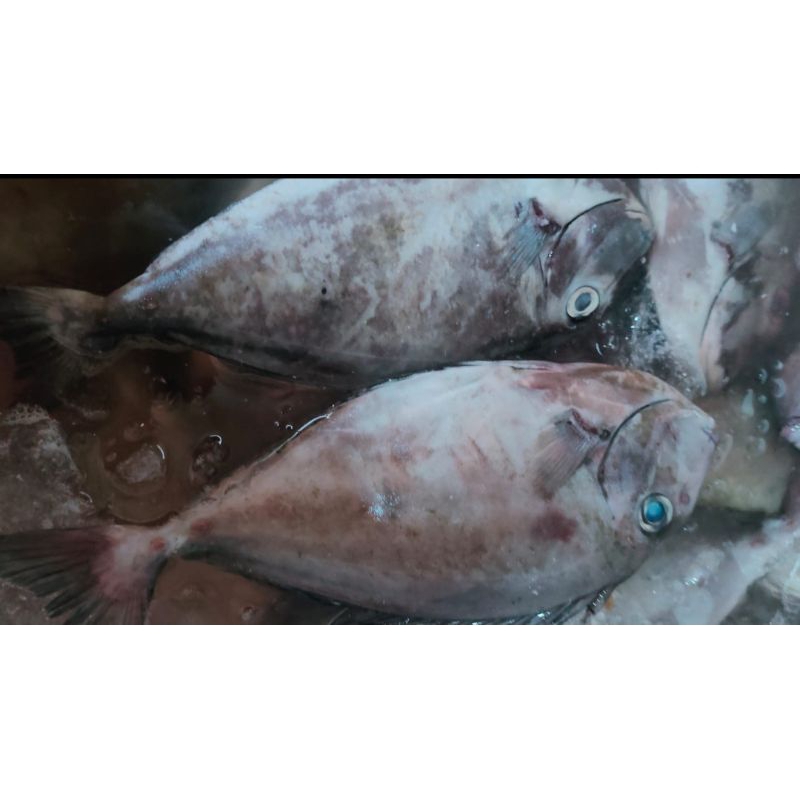 

IKAN KWE FRESH