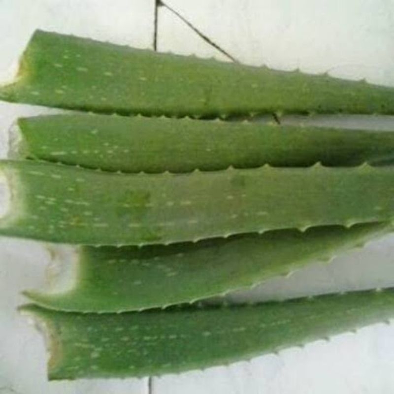 Pelepah Lidah Buaya