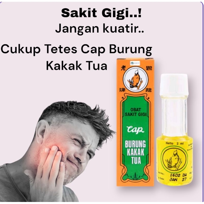 OBAT SAKIT GIGI  BURUNG KAKAK TUA