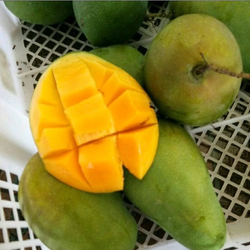 

Mangga harum manis 1 kg
