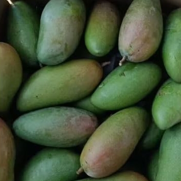 

Buah Mangga Kiojay Mangga Thailand