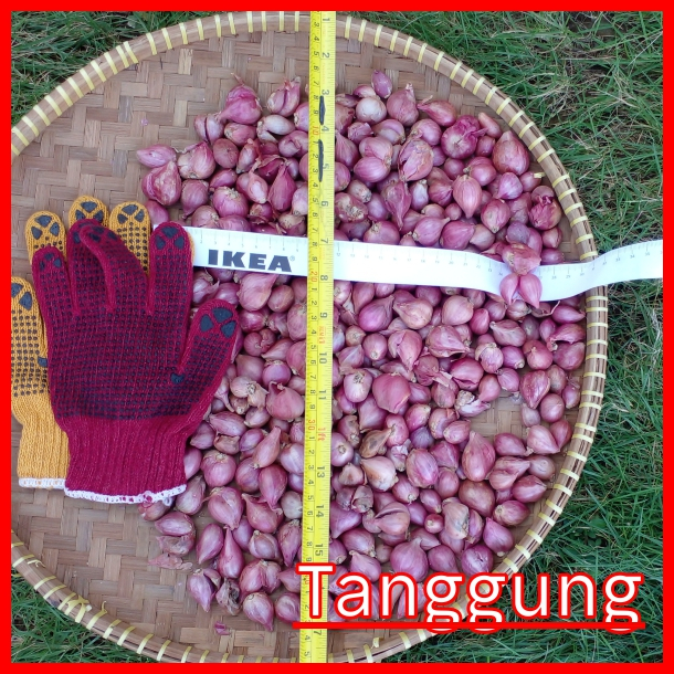 

(per 500 gram) Bawang Merah lokalan Tanggung / Kecil / Mini , Kiloan / Grosiran atau eceran juga boleh