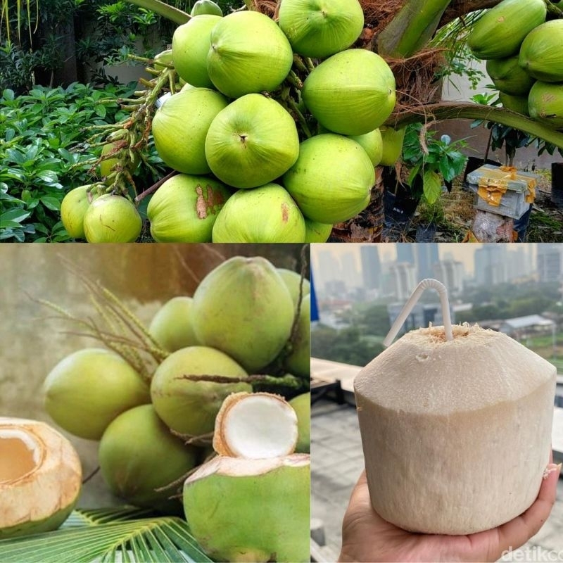 

ISI 10 Kelapa Kopyor Bibit, Kelapa Kopyor Genjah, Kelapa Kopyor Asli