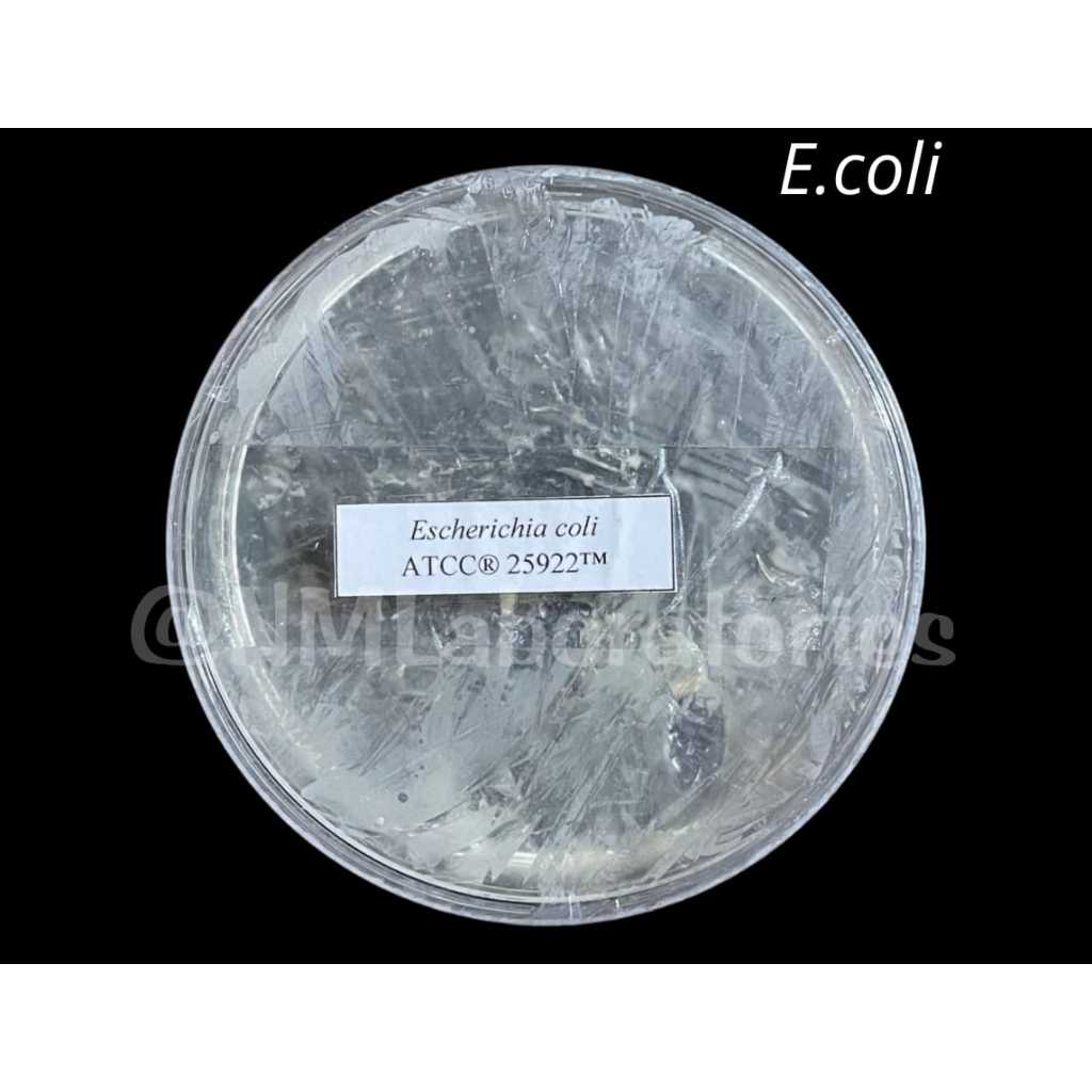 Isolat bakteri Escherichia coli - E.coli