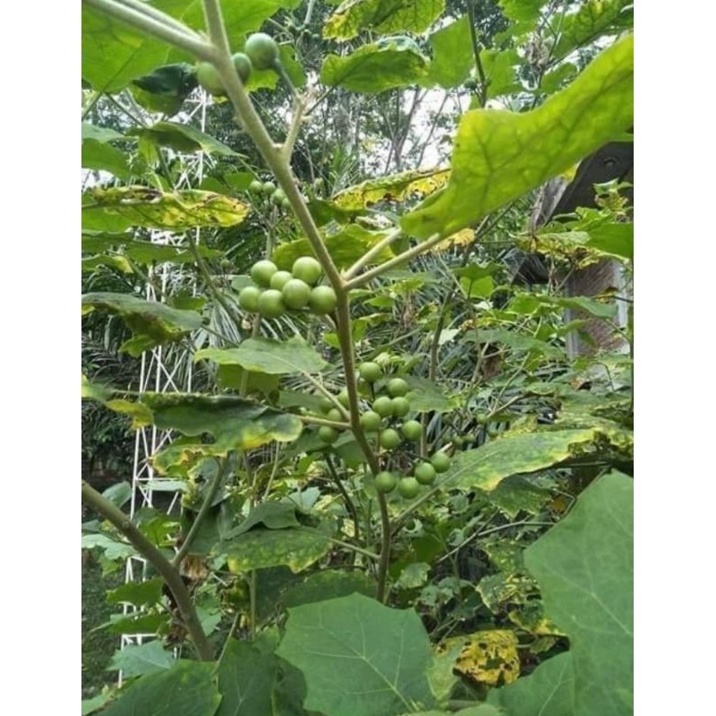 

buah cepokak/takokak/terong hutan