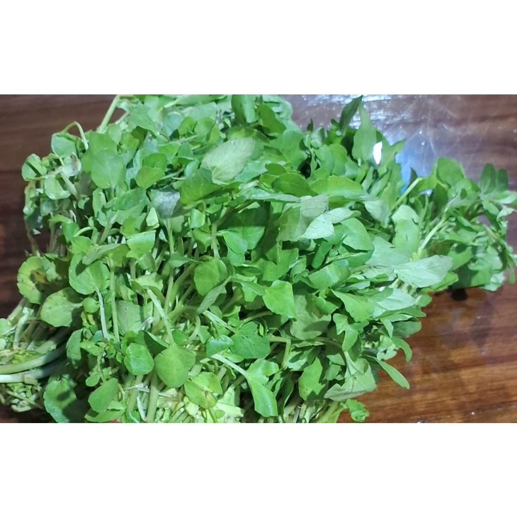 

SELADA AIR (JUKUT) perikat