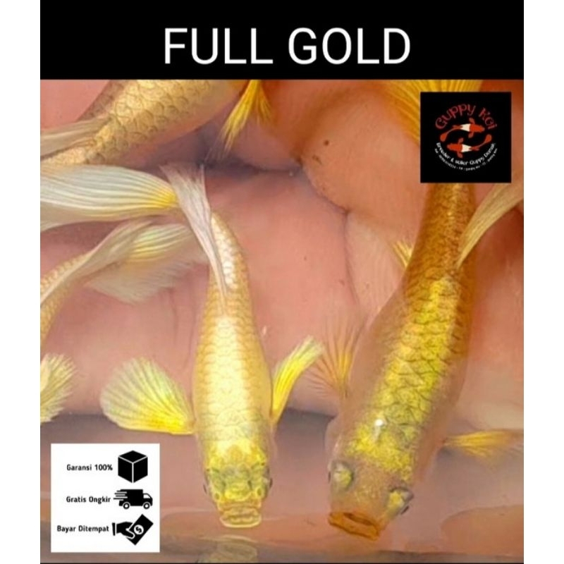hiasan aquarium 1 pasang guppy full gold