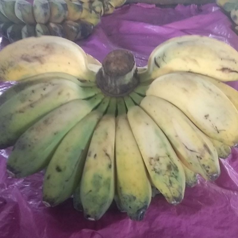 

pisang kepok kuning