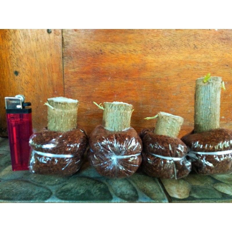 stek sancang 4 batang