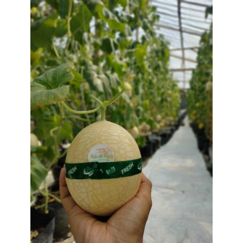 

Melon Premium Hidroponik Semi Organik Melon Golden Melon manis