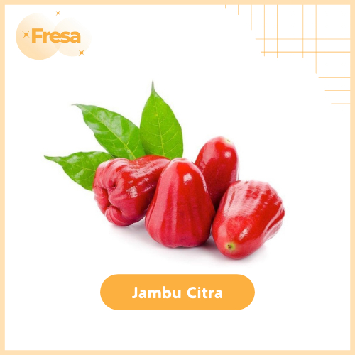 

Jambu Citra Merah Fresh & Sehat | Fresa Mart