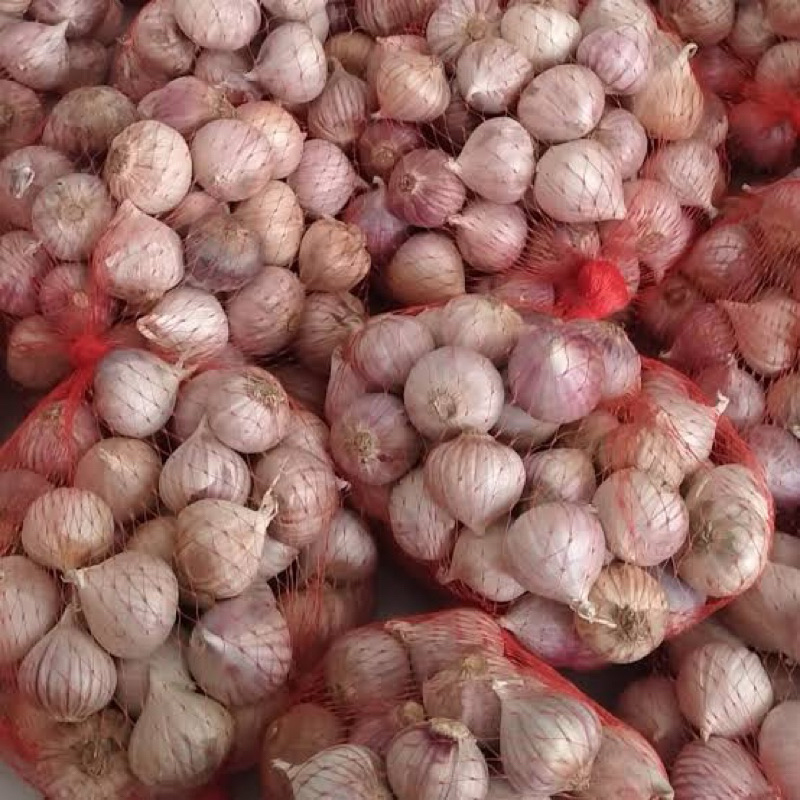 

bawang putih tunggal