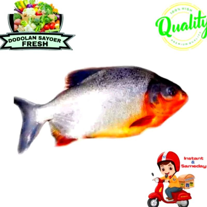 

Bawal /ikan bawal air tawar Fresh pilihan
