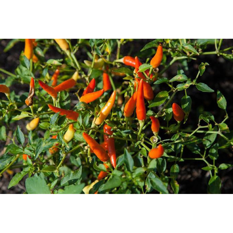 30 Benih Cabe Rawit Merah Cabai Sigantung Benih Cabe Rawit Merah Unggul Berkualitas Bibit Cabe Merah