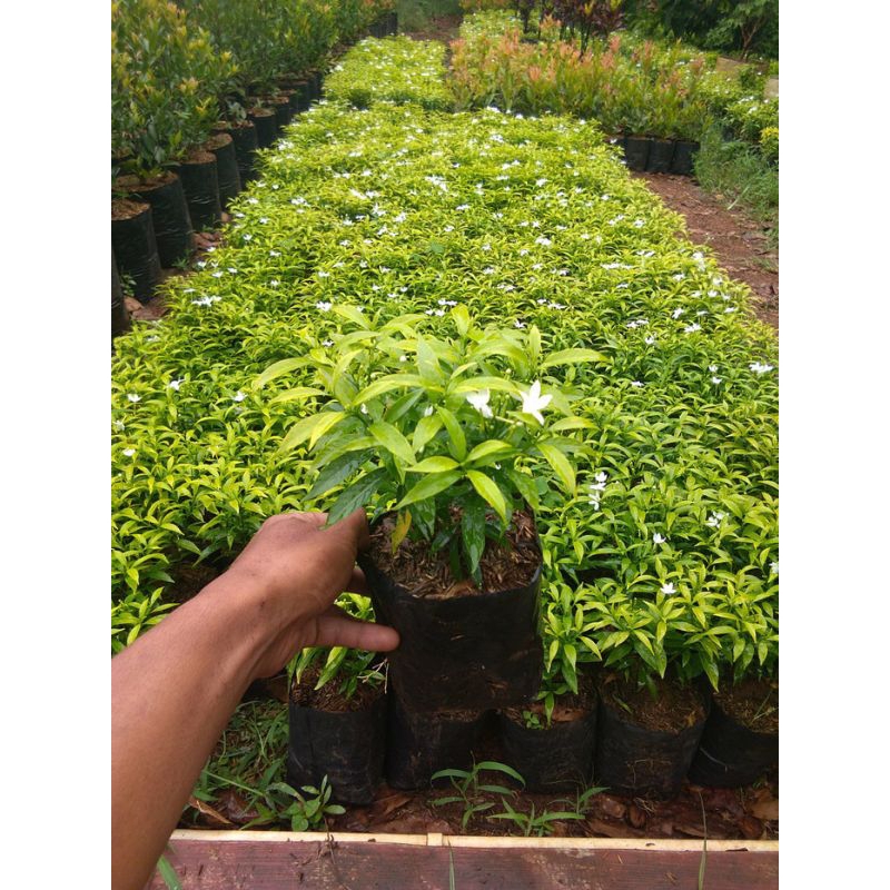 Tanaman Hias Rombusa Kuning (Karambusa Kuning)