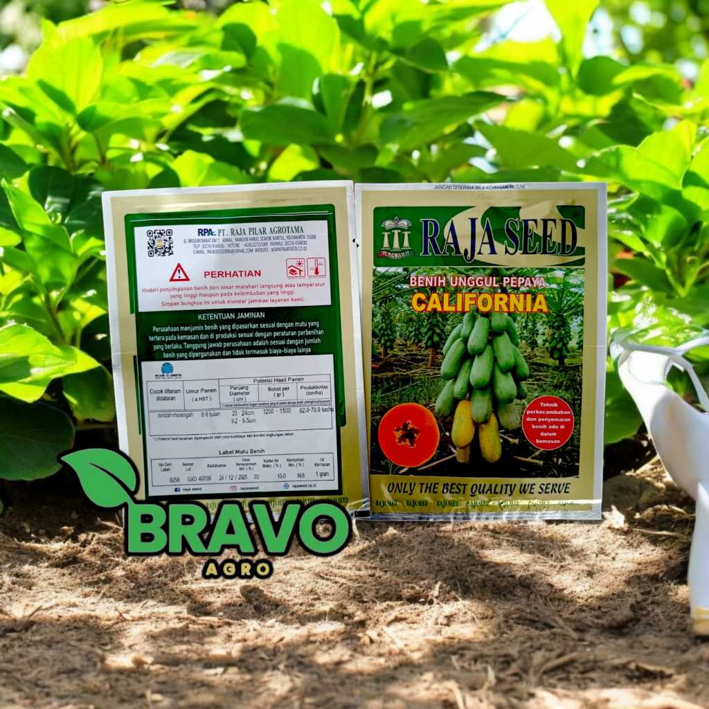 BENIH PEPAYA CALIFORNIA (RAJA SEED) - 1 GR
