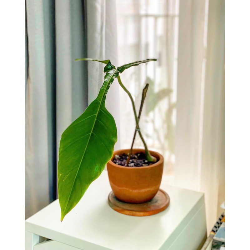 philodendron joepii 1daun