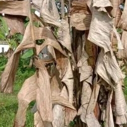 klaras daun pisang kering