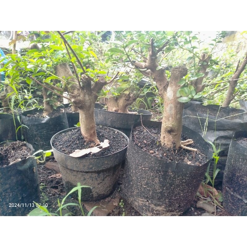 bahan bonsai sancang prospek dongkelan
