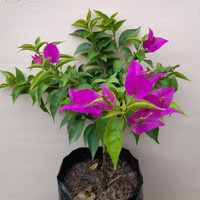 Tanaman Hias Bunga Bugenvil Ekor Musang Ungu GRAFTING Tua | Bougenville Ekor Musang Ungu Siap Berbun