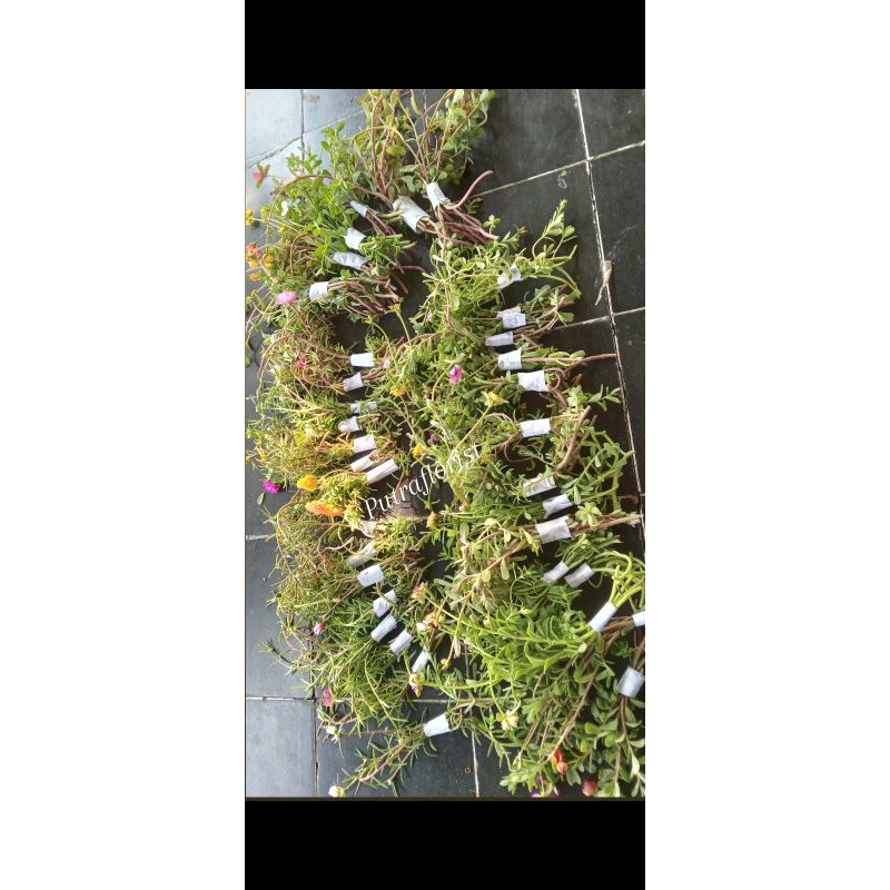 Bunga krokot/mossrose lokal import