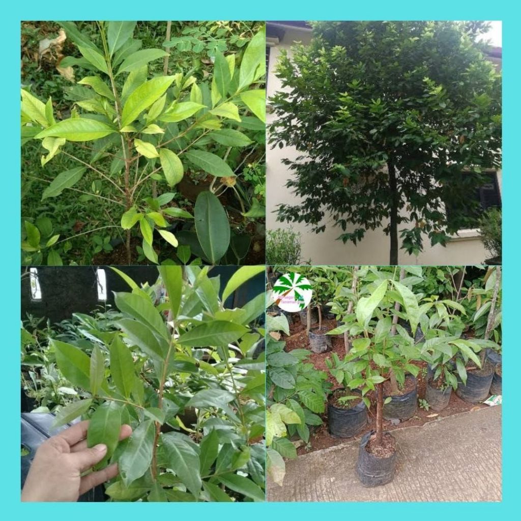 Bibit Daun Salam Koja, Bibit Daun Salam hidup