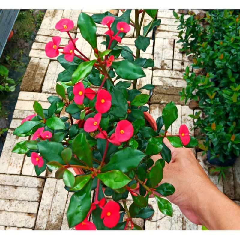 Tanaman Hias Euphorbia Geroldii