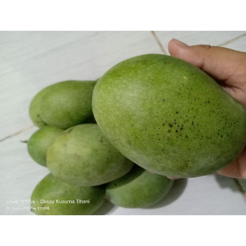 

Mangga Manalagi Indramayu