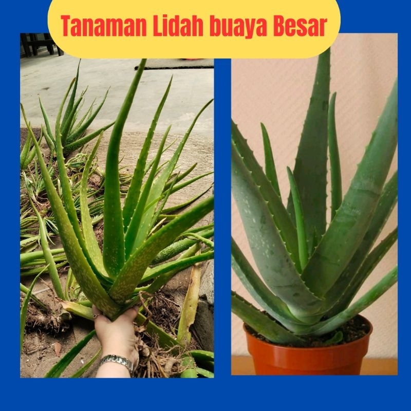 

LANGSUNG PETANI! LIDAH BUAYA ASLI 100%