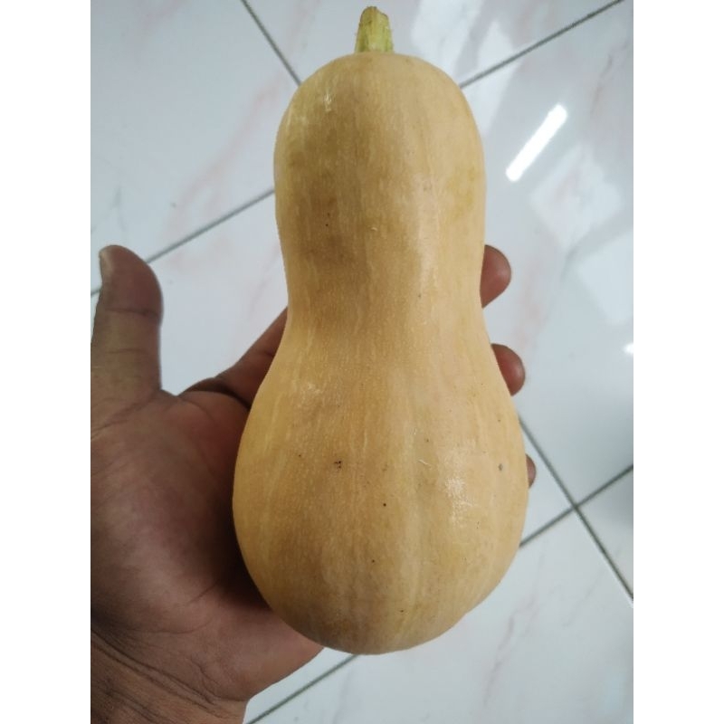 

baby pumpkin /mini butternut / labu mini