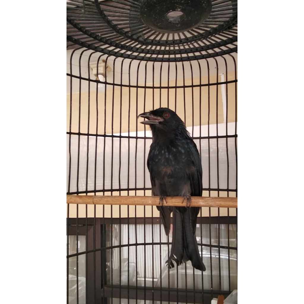 Srigunting Krantil Raja/Saeran Krantil Raja Full Set