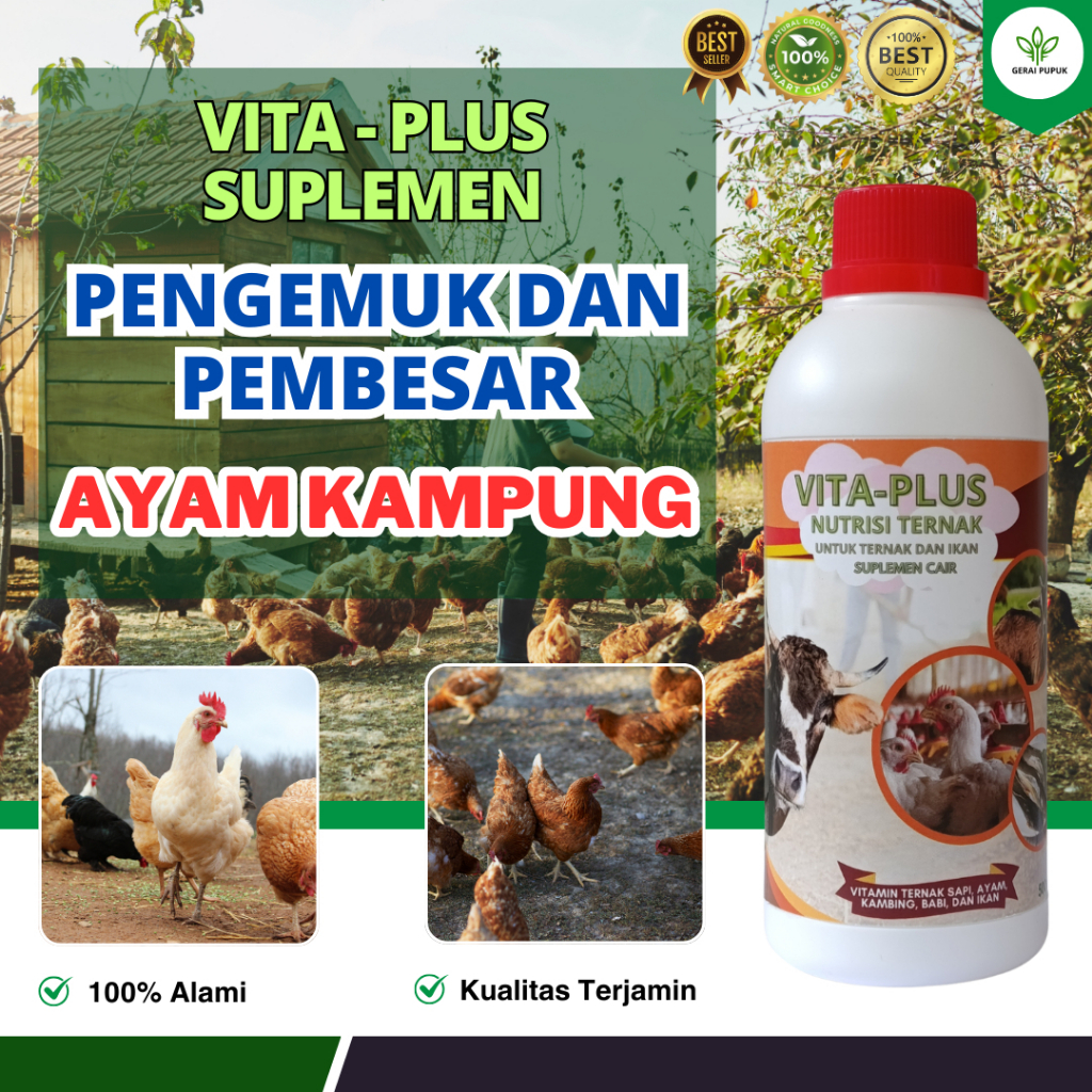 Vitamin Ayam Kampung Biar Gemuk Vitamin Ayam Kampung Cepat Besar Vitamin Ayam Kampung Biar Sehat