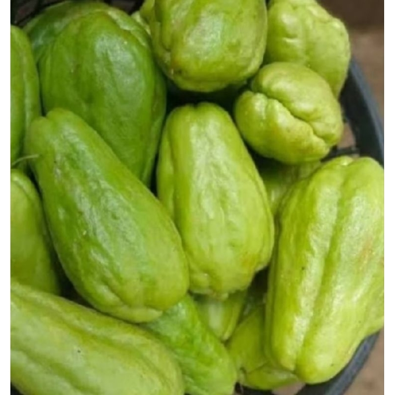 

labu siam. labu besar muda fress..