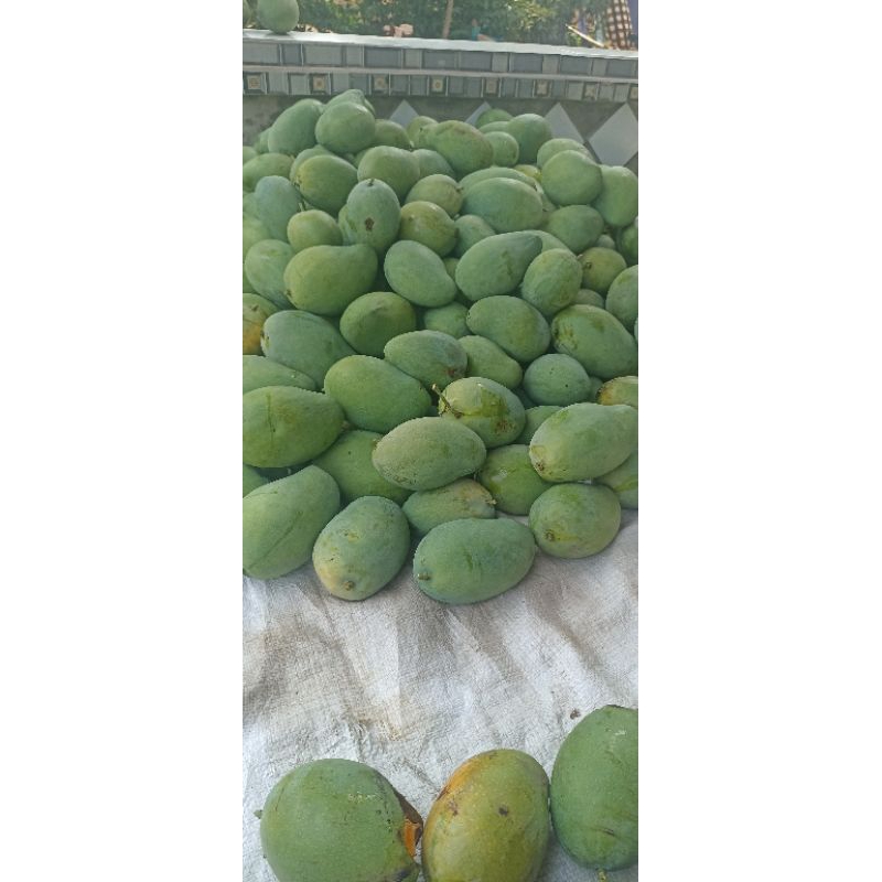 

MANGGA MUDA GADUNG 1KG /HARUM MANIS
