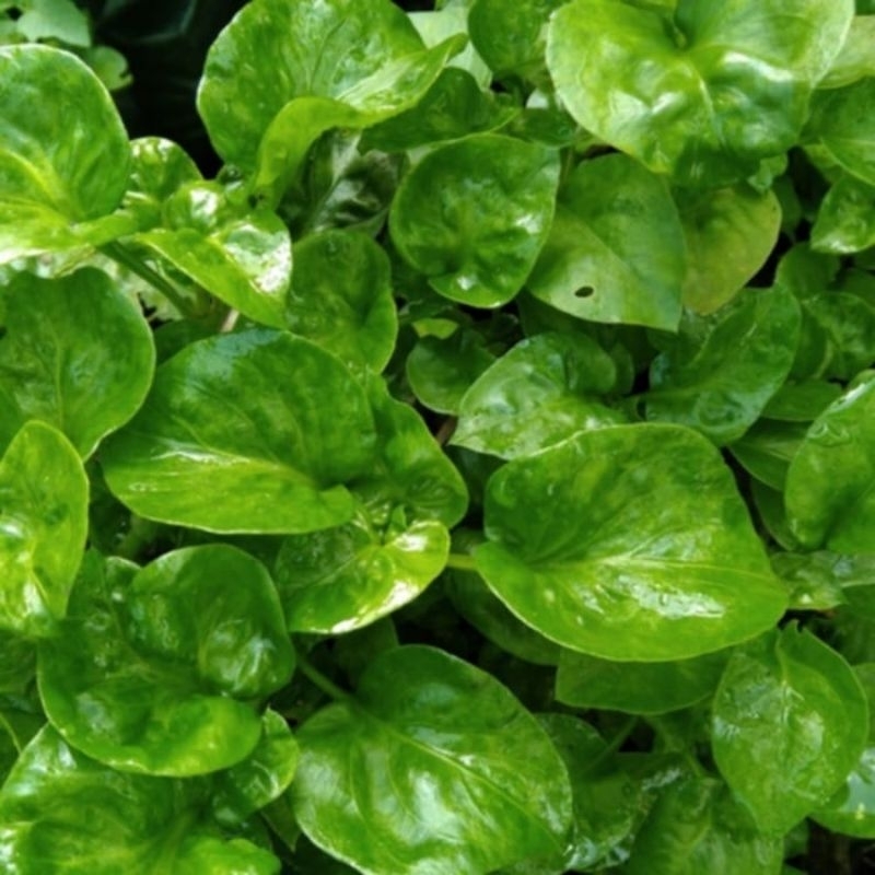 

Bayam Brazil Fress Organik 1kg